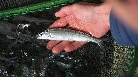Junger Felchen in der Fischereiforschungsstelle in Langenargen