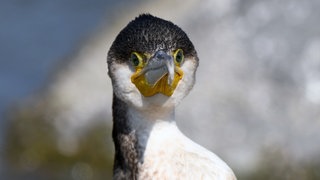 Ein Kormoran steht an einem Strand im Gouvernorat Jahra.