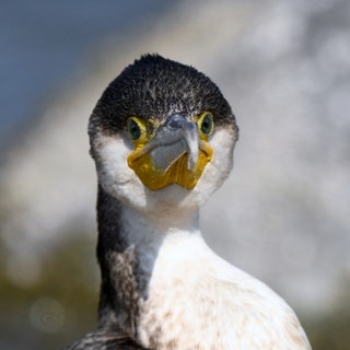 Ein Kormoran steht an einem Strand im Gouvernorat Jahra.