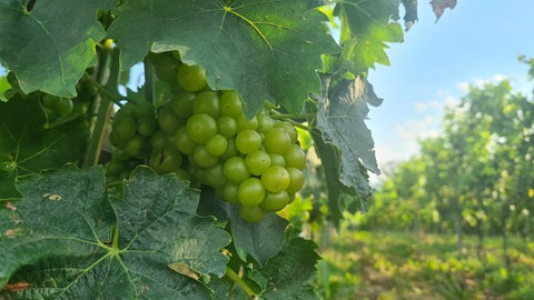 Trauben hängen an Weinreben in Immenstaad am Bodensee. 
