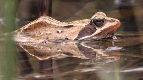 Laich wird entnommen um neue Moorfrösche aufzuziehen