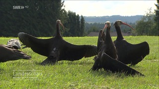 Mehrere Waldrappe auf einer Wiese breiten die Flügel aus