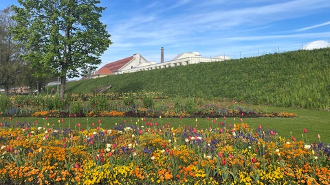 Blühende Blumen sind auf dem Gelände der Landesgartenschau in Wangen zu sehen.