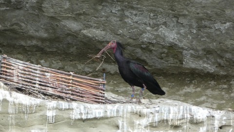 Ein Waldrapp bringt Nistmaterial für das Nest.