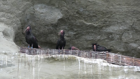 Mehrere Waldrappe schauen aus einer Felsnische am Bodensee.
