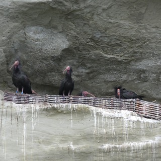 Mehrere Waldrappe schauen aus einer Felsnische am Bodensee.