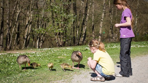 Nachwuchs bei den Graugänsen auf dem Affenberg in Salem