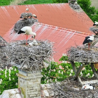 Storchen-Nachwuchs auf dem Affenberg in Salem