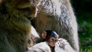 Ein wenige Tage altes Berberaffenbaby sitzt neben seiner Mutter