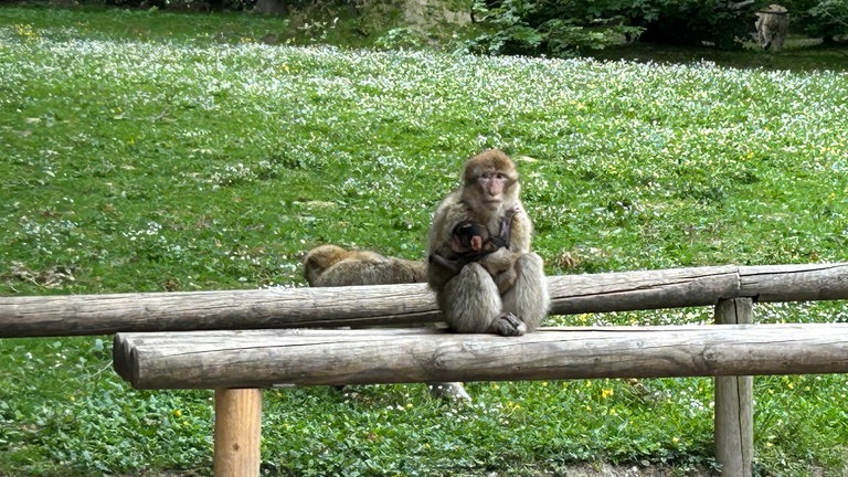 Eines der ersten Berberaffen-Babys der Saison auf dem Affenberg in Salem am Bodensee.
