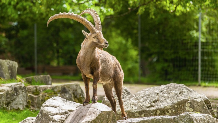 Steinbock im Wildtierpark Allensbach am Bodensee