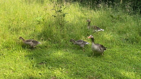 Graugänse mit Nachwuchs am Affenberg Salem (Bodenseekreis).