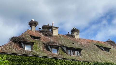 Störche in ihren Horsten am Affenberg nach dem Dauerregen der letzten Tage.