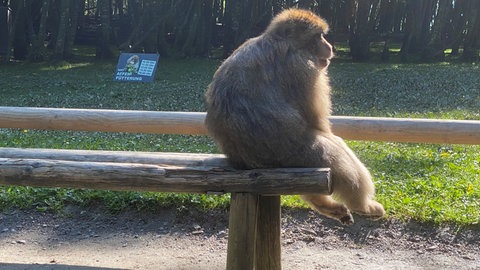 Ein Berberaffe genießt nach dem Dauerregen die Sonne auf einer Bank am Affenberg Salem (Bodenseekreis).