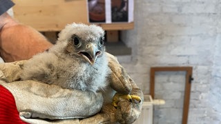Ein etwa zwei Wochen alter Turmfalke im Ravensburger Tor in Wangen im Allgäu (Kreis Ravensburg).
