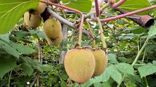 Jungbauer Felix Miller baut exotische Früchte wie Kiwi und Physalis an.
