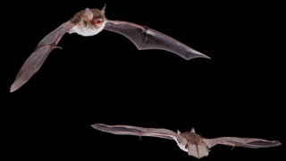 Fransenfledermaus fliegt