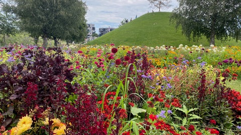 Landesgartenschau Wangen zieht Halbzeitbilanz.