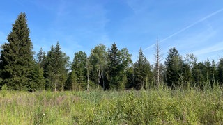 Im Wurzacher Ried soll ein Naturerlebnis- und Beobachtungsturm gebaut werden.