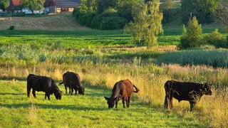 Galloway-Rinder weiden in der Lippertsreuter Weiherlandschaft 