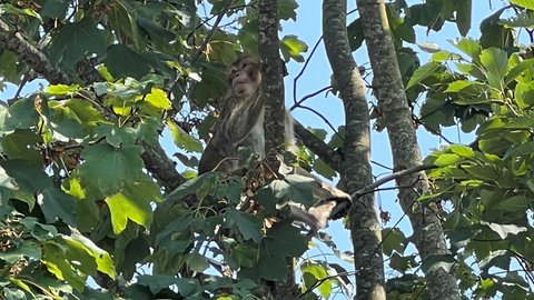 Ausgebüxter Berberaffe in einem Baum an der B31 bei Oberuhldingen.