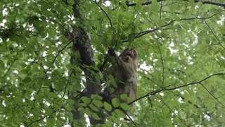 Der Affe, der ausgebüxt war, zurück im Gehege des Affenbergs Salem.