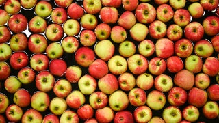 Äpfel der Sorte Elstar schwimmen in einer Wasserstraße