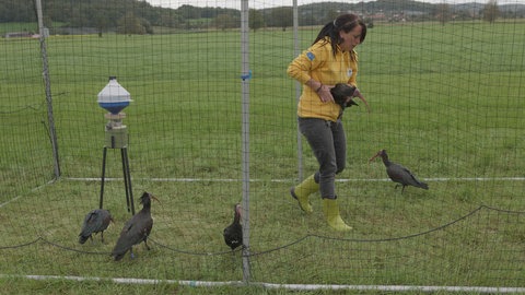 Die Jungwaldrappe wurden mit einer Fangvoliere eingefangen.