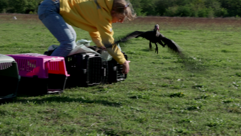 Einer der Jungwaldrappe verlässt fluchtartig die Transportbox am Flughafen in Ruoms.