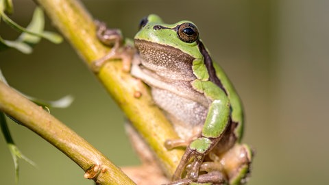 Ein Laubfrosch sitzt auf einem Ast
