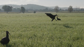 Ein Waldrapp landet auf einer Wiese bei Frickingen