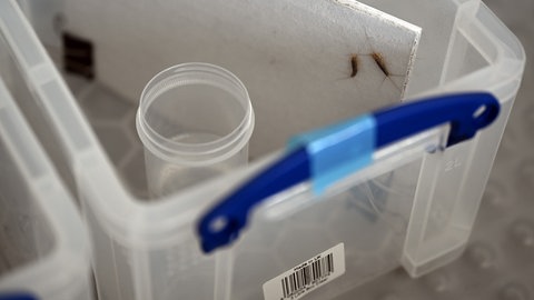 Papierfischchen im Labor: sie bedrohen Industrie-Papierlager, Bücher und Dokumente