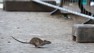 Eine Ratte auf einem Gehweg: Nicht nur sie ruft Schädlingsbekämpfer auf den Plan. In Konstanz treffen sich Schädlingskämpfer.