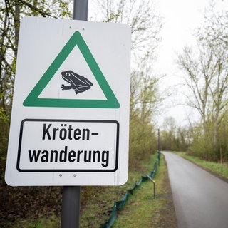 Kröten wandern zu den Laichgewässern