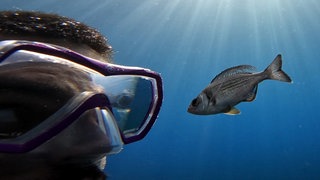 Ein Forscher im Tauchanzug mit Seebrasse unter Wasser. Ein Forschungsteam aus Konstanz hat bewiesen, dass Fischer Taucher wiedererkennen.