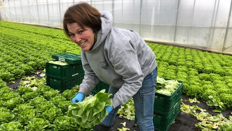 Erntehelfer schneiden auf der Reichenau erste Salatköpfe und schichten sie in Transportkisten.