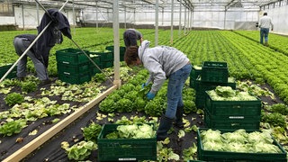 Erntehelfer schneiden auf der Reichenau erste Salatköpfe und schichten sie in Transportkisten.
