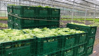 Erntehelfer schneiden auf der Reichenau erste Salatköpfe und schichten sie in Transportkisten.