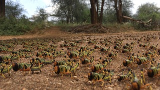 Konstanzer Forscher haben herausgefunden, dass sich Heuschreckenschräme anders bewegen als gedacht. (Symbolbild)