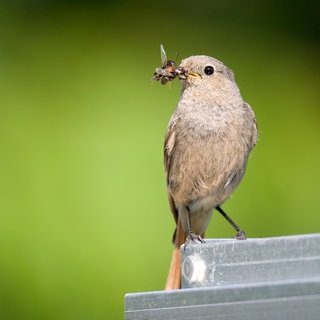 Ein Hausrotschwanz mit Insekten im Schnabel. Vögel wie dieser kehren gerade wieder zurück an den Bodensee (Archivbild).