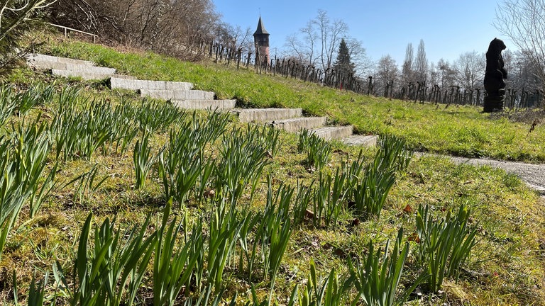 Die Narzissen wurden schon eingepflanzt.