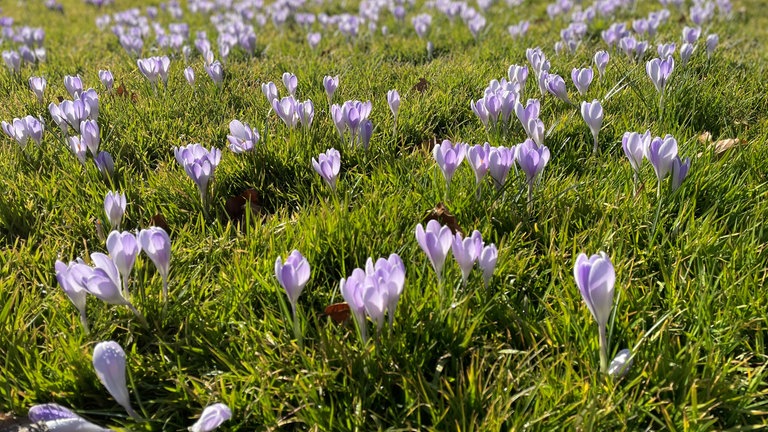 Violette Krokusse auf der Insel Mainau.