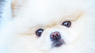 Bizarr: Hund mit "Zu-verschenken"-Schild in Konstanz ausgesetzt. (Symbolbild)