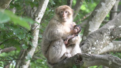 Affe mit Baby im Arm beim Affenberg in Salem