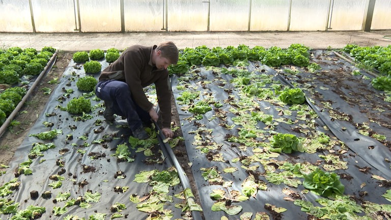 Gemüsehof in Singen macht veganes Gemüse