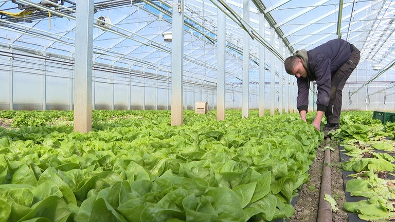 Gemüsehof in Singen macht veganes Gemüse