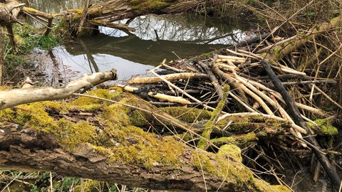 Unbekannte haben in Mengen-Ennetach einen Biberbau zerstört. Biber stehen unter Naturschutz.