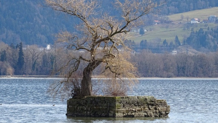 Die Insel Hoy im Jahr 2018. Damals war die Weide noch intakt. Sie verlor 2019 einen Hauptast. 2022 wurde eine neue Weide gepflanzt, sie treibt laut Stadt Lindau aktuell aus. 