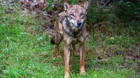 Bestätigt: Wolf im Kreis Konstanz gesichtet (Symboldbild).