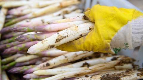 Symbolbild: frisch gestochenen Spargel